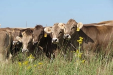 Braunvieh Türleri ve Özellikleri