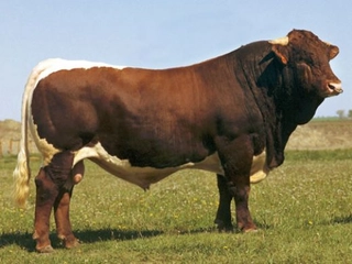 Dekster Sığırı Türleri ve Özellikleri Dekster Sığırı Türleri ve Özellikleri