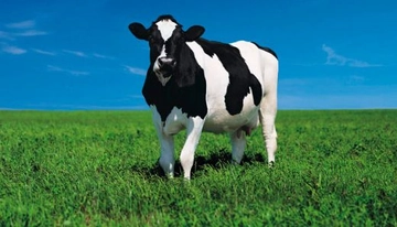 İnek Türleri ve Özellikleri