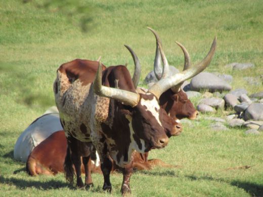 Ankole-watusi Sığırı