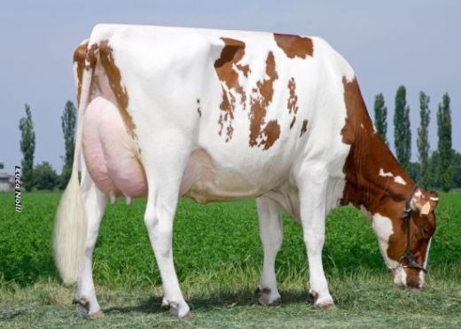 Holstein İnek Özellikleri
