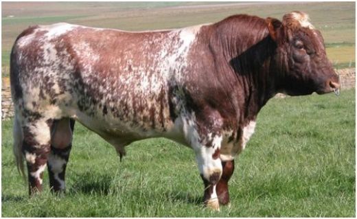 Shorthorn Sr