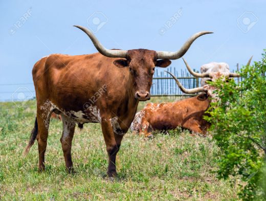 Teksas Sığırı